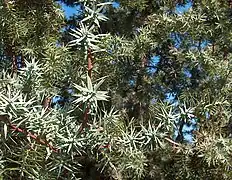 Ienupăr țepos(Juniperus oxycedrus)