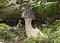 Morchella semilibera sin. gigas