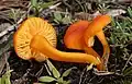 Hygrocybe calciphila