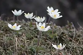 Dedițel(Pulsatilla alpina)