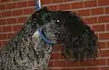 Kerry Blue Terrier