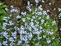 Myosotis decumbens