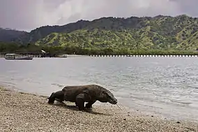 Un varan situat în Parcul Național Komodo
