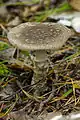 !!Amanita regalis!!