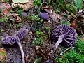 Laccaria.amethystina