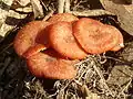 Laccaria laccata