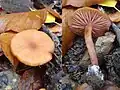 Laccaria laccata