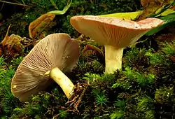 !Lactarius chrysorrheus!