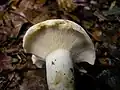 Lactarius piperatus