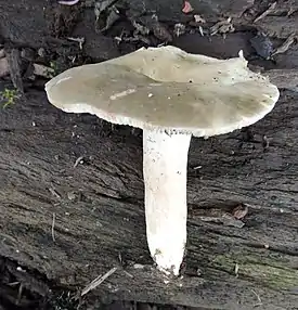 Lactarius acris (Bolton) Gray 571288.jpg