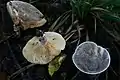 !Lactarius azonites!