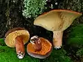 ! Lactifluus corrugis !