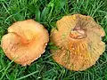Lactarius deliciosus
