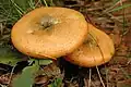 Lactarius deterrimus