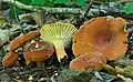 Lactarius hygrophoroides