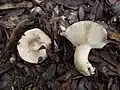 !Lactarius ilicis!