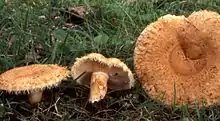 !!Lactarius mairei!!