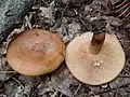 Lactarius quietus