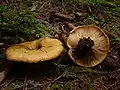 !!Lactarius scrobiculatus!!
