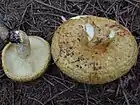 !!Lactarius scrobiculatus!!