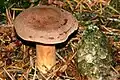 Lactarius fulvissimus