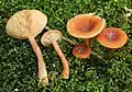 Lactarius subdulcis