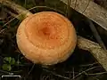 Lactarius torminosus