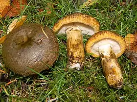 !!!Lactarius turpis!!!
