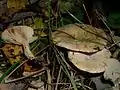 !Lactarius uvidus!