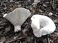 !Lactifluus vellereus!