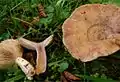 !Lactarius violascens!