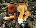 Lactarius volemus
