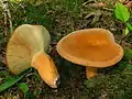 Lactarius volemus