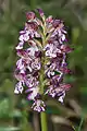 Orchis purpurea