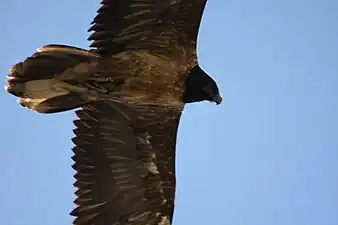 Vulturul&nbsp;bărbos(Gypaetus&nbsp;barbatus)