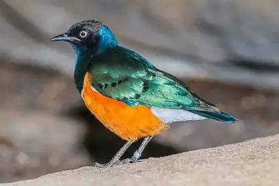 Lamprotornis superbus