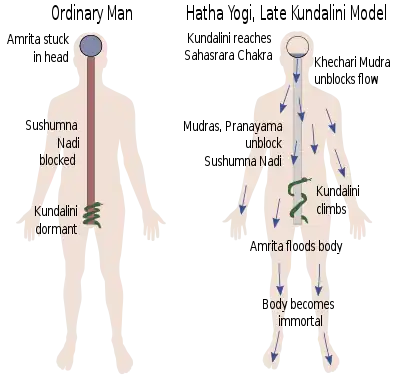 Modelul Kundalini târziu