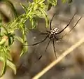 Latrodectus tredecimguttatus - mascul