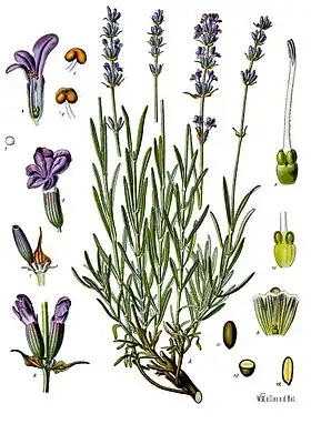 Lavandula angustifolia Mill.