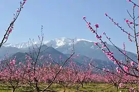 Masivul Canigou văzut de pe câmpia din Roussillon.