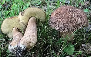 Leccinellum crocipodium