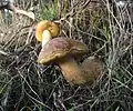 Leccinellum corsicum sin. Leccinum corsicum