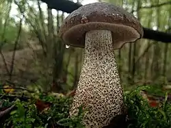 Leccinum melaneum