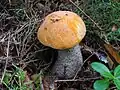 Leccinum versipelle
