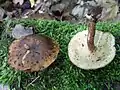 !Polyporus ciliatus!