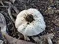 Lentinus tigrinus sin. Panus tigrinus
