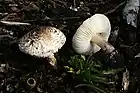 !!!Lepiota brunneoincarnata!!!