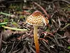 !!!Lepiota castanea!!!