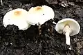 !!Lepiota cristata!!
