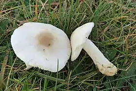 !Lepiota erminea!